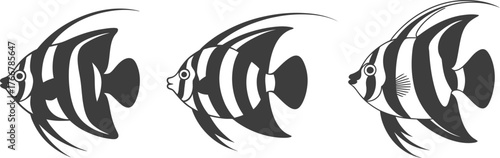 Striped angelfish vector illustration set of three isolated on white background