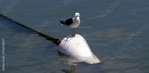 Valokuva Seagull in the sea of ​​Punta del Este in Uruguay.