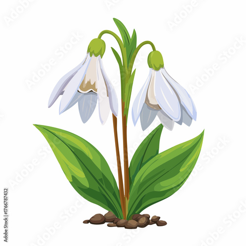 Snowdrops with transparent background
