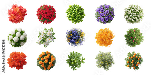 Colorful Top-View Flower And Plant Arrangements Set. Botanical Diversity And Garden Design Collection Isolated On Transparent Background