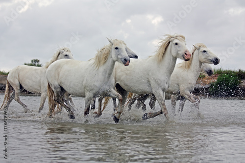 white horses running in the Camargue
