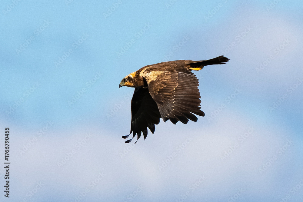 Obraz premium _DSC0581.NEF