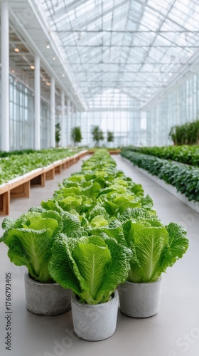 Interior Greenhouse View With Rows Of Fresh Green Lettuce Plants Growing In Concrete Pots Under Natural Sunlight In A Modern Agricultural Facility