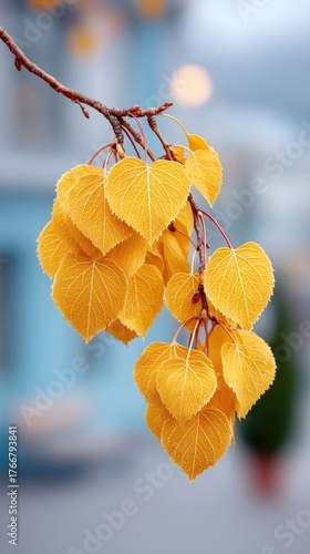 Golden Autumn Leaves with Frost Sparkle on Twig with Blurred Urban Background in Soft Daylight