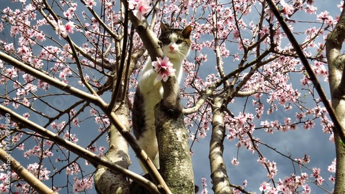 nice cat among almond blossoms