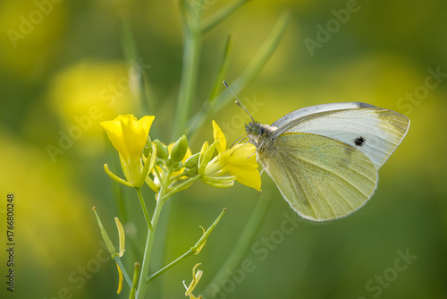 Photos Kleinen Kohlweißling (Pieris rapae) auf Acker-Schmalwand
