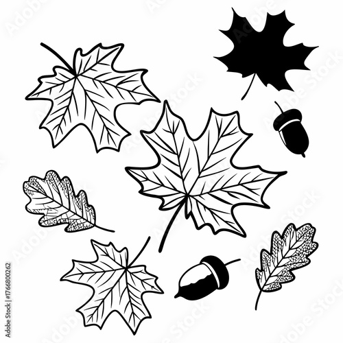 Collection of detailed line art autumn leaves (maple, oak) scattered on a pristine white background