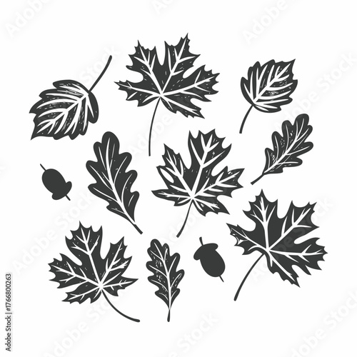 Collection of detailed line art autumn leaves (maple, oak) scattered on a pristine white background