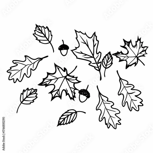 Collection of detailed line art autumn leaves (maple, oak) scattered on a pristine white background
