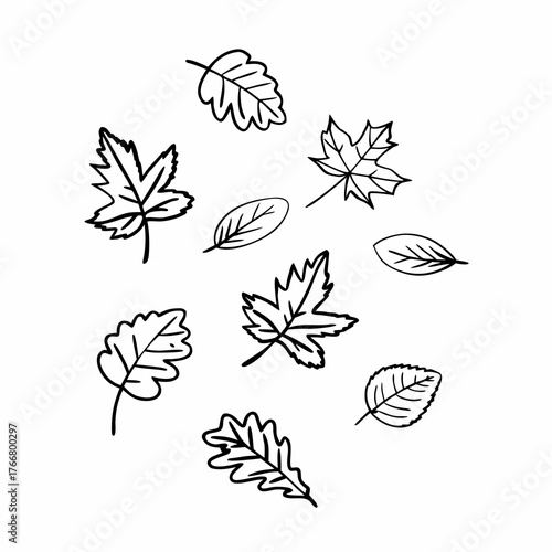 Collection of detailed line art autumn leaves (maple, oak) scattered on a pristine white background