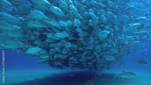 Photography coral reef in the sea