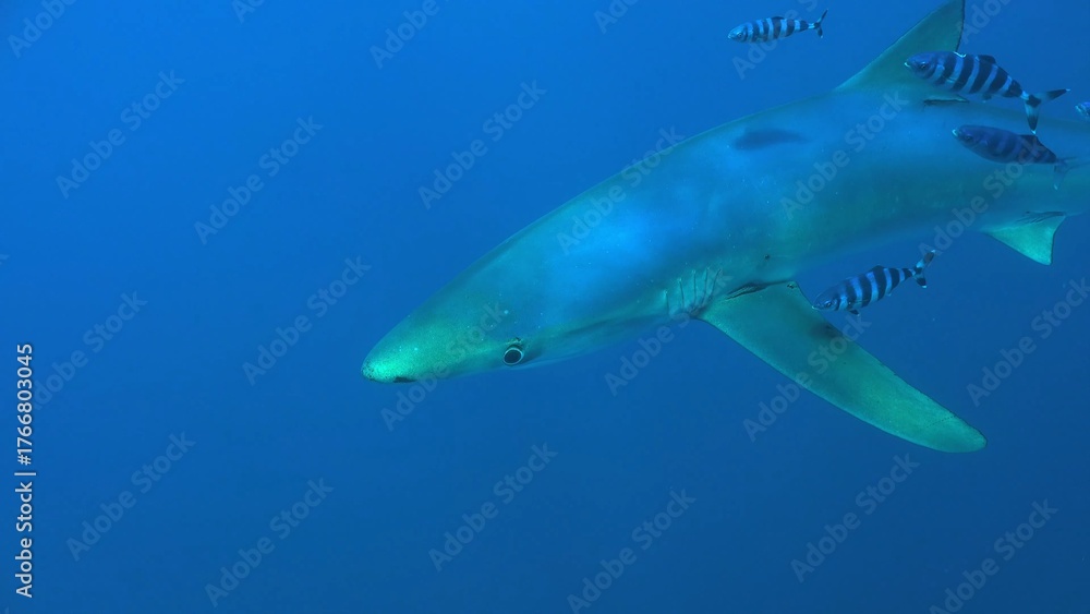 Fototapeta premium great blue shark