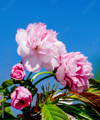 Beautiful pink cherry blossom, Sakura flowers branch