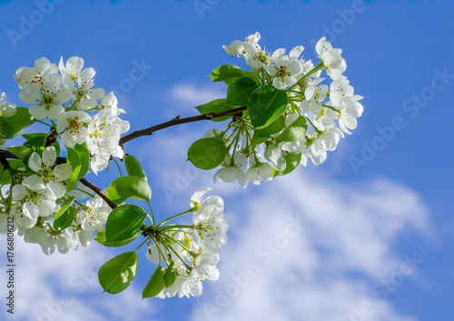 White pear flowers against the sky