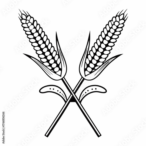 Line art illustration of a sheaf of wheat and two ears of corn, crossed neatly, white background