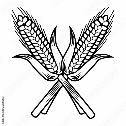 Line art illustration of a sheaf of wheat and two ears of corn, crossed neatly, white background