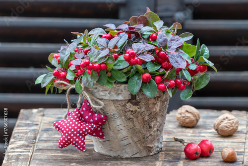 Scheinbeere (Gaultheria procumbens) im Birkenrinden-Topf 