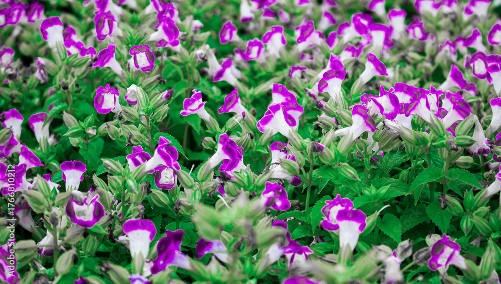 Obraz premium Beautiful purple and white Torenia flowers blooming in the garden. Vibrant floral background symbolizing freshness, natural beauty, and summer atmosphere. Perfect for gardening, or floral design.