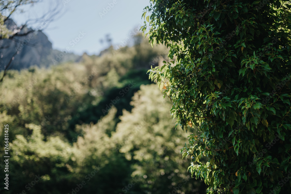 Fototapeta premium A vibrant outdoor scene featuring lush green vegetation bathed in sunlight, with a blurred forest area creating a tranquil and serene ambiance.