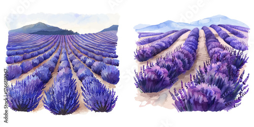 lavender fields lanscape watercolor vector illustration