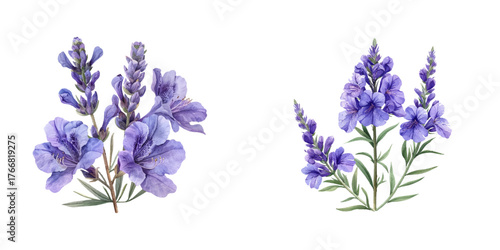 lavatera flower watercolor vector illustration