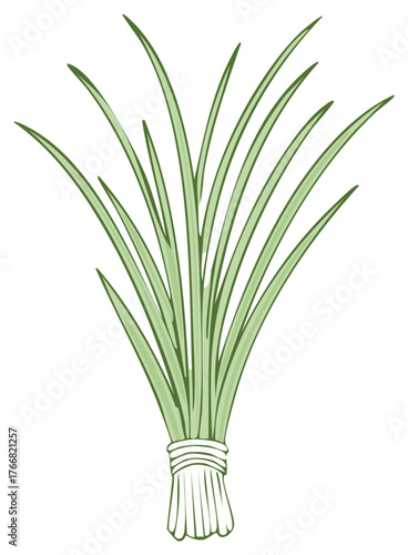 Culinary lemongrass illustration, bunch tied with natural string, fresh herbs for Asian cuisine, vector graphic element