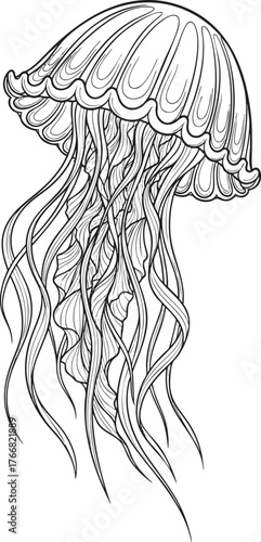 Elegant handdrawn jellyfish with a ribbed bell and intricate wavy tentacles in a line art style.