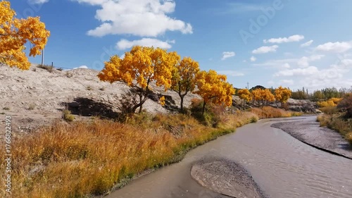 Gobi Desert Poplar Forest