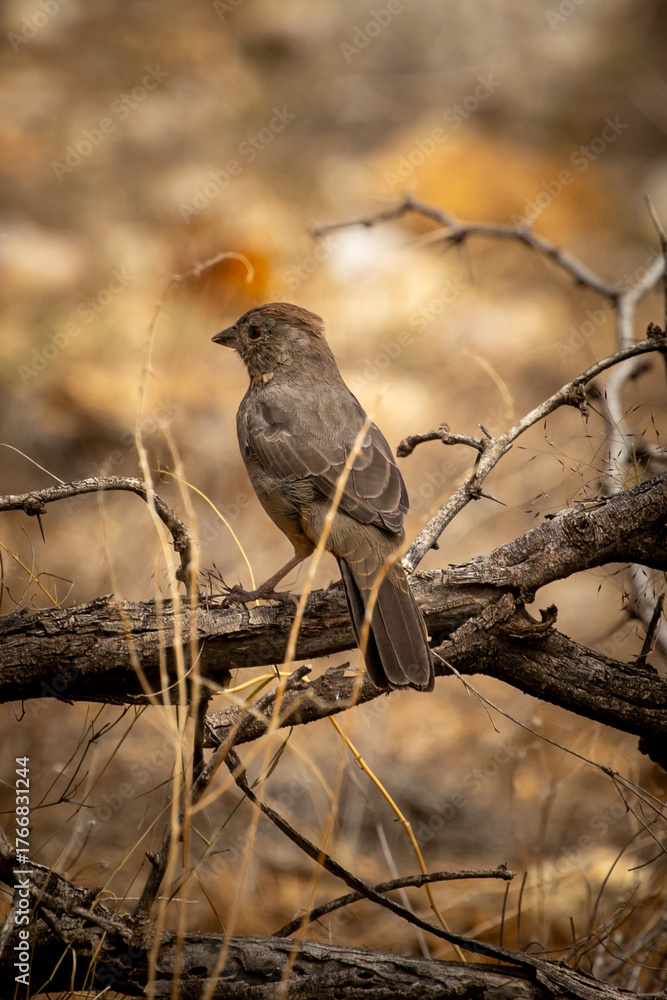 Fototapeta premium Canyon Towhee on a branch