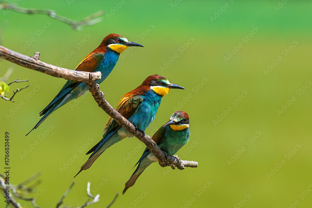 Obraz premium European bee-eaters Merops apiaster perched together on branch with green background