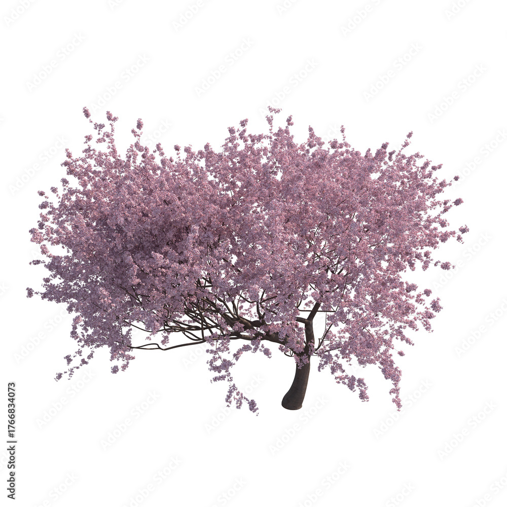 Fototapeta premium Blossoming sakura cherry tree isolated transparent background 3d rendering PNG 