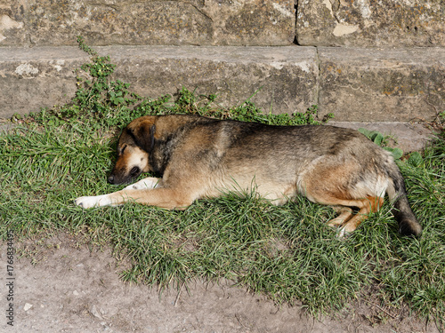 A big brown dog appears to be sleeping on the grass next to a concrete steps.