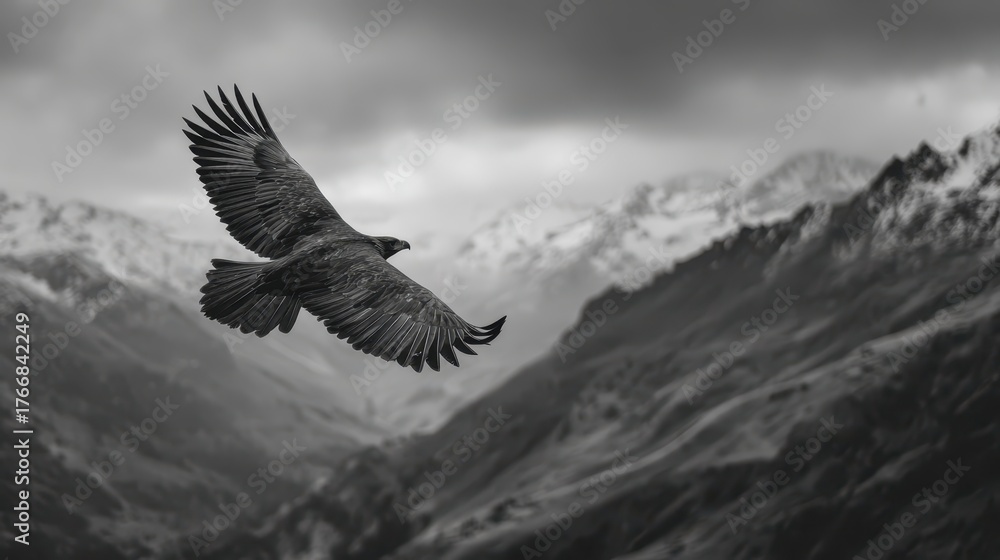 Obraz premium Majestic eagle soaring over snow-capped mountains during a cloudy afternoon