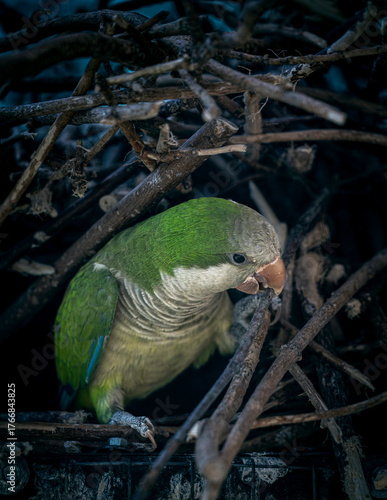 Myiopsitta monachus 
green winged macaw