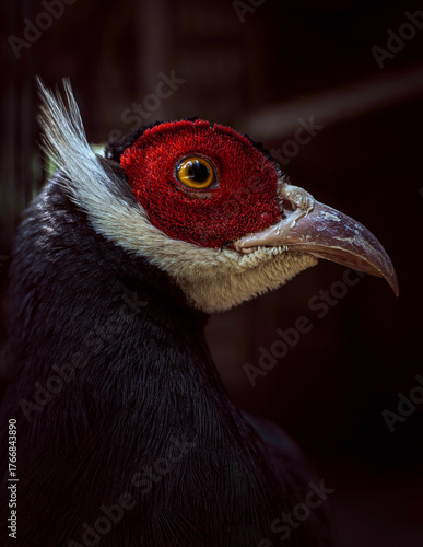 Lophura nycthemera close up of a peacock feather