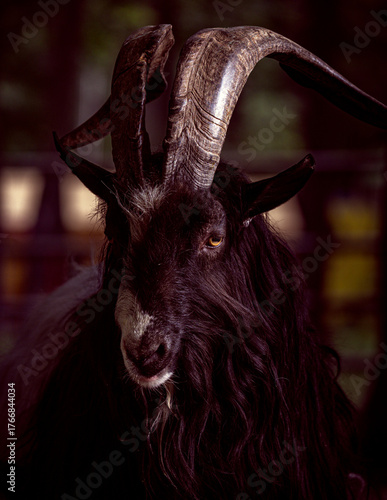 portrait of a black goat