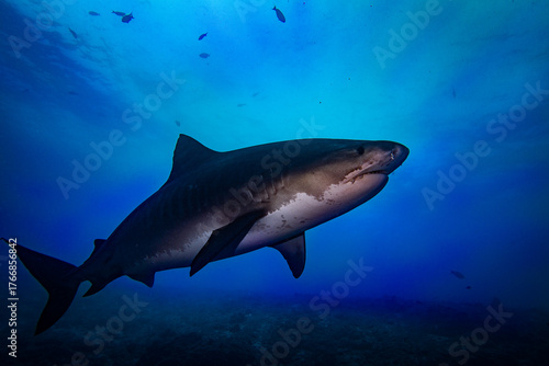 Tiger shark swimming around Fuvahmulah 4