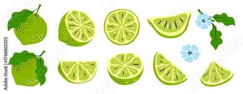 Lime Vector Set. Hand-drawn Citrus Slices and Leaves, Green sketch illustration of fruits