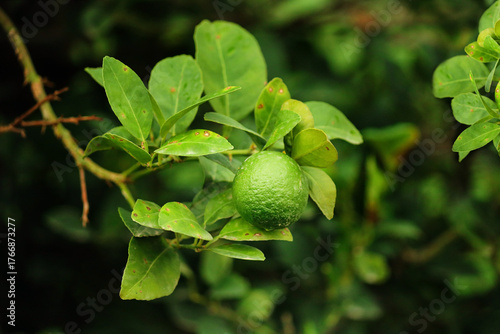 Green lime fruit on a tree. green lemons lined up on a leaf catch the day light. Fresh green lime fruit hanging from branch. Green lemon is citrus fruits on a branch with garden nature background.