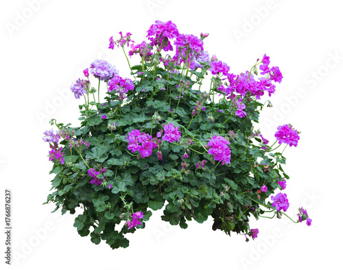 Tropical plant pink flower bush tree isolated on white background with clipping path.