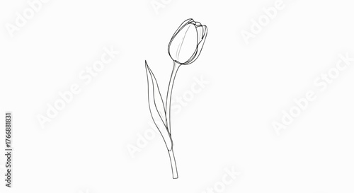 Single tulip flower minimalist line art vector botanical illustration.