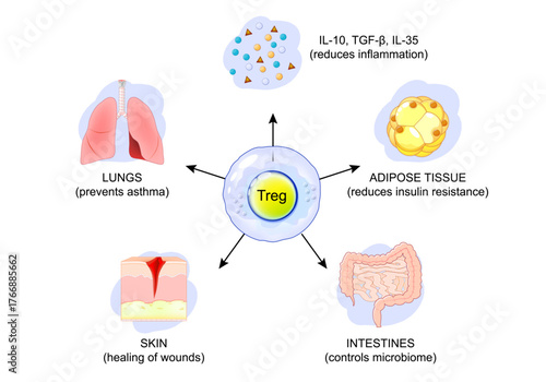 Regulatory T cell. Treg and immune homeostasis.