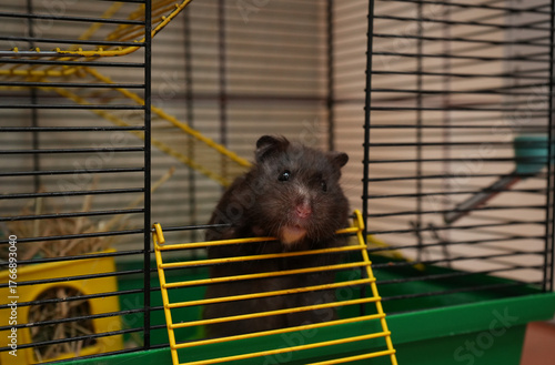 A cute black hamster looking out from its cage. The small pet curiously observes the world through the bars, symbolizing home comfort, curiosity, and animal care.