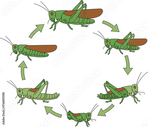 Grasshopper life cycle illustration, insect metamorphosis stages, nymph to adult, biological growth, nature diagram, educational science visual, ecosystem development, biology
