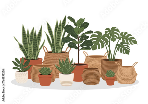 A group of assorted potted houseplants in various decorative containers