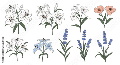 Elegant botanical illustration of various flower varieties set against a blank background, perfect for design needs.