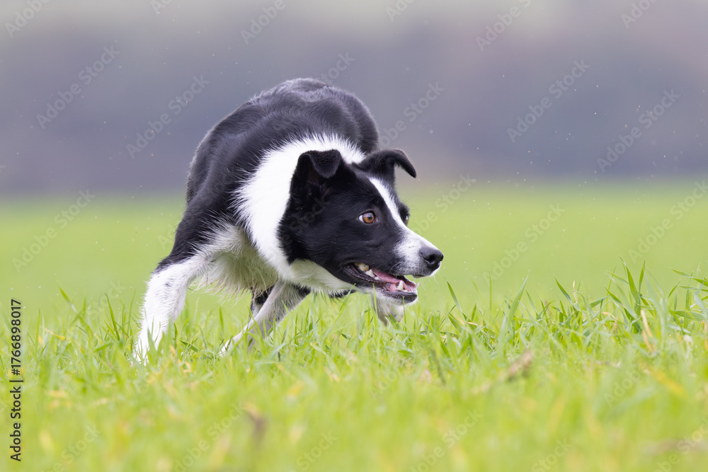 Fototapeta premium Black and White working Sheepdog 