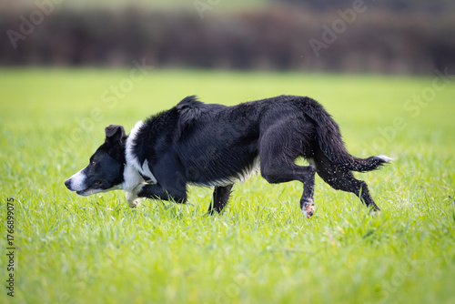Black and White working Sheepdog 