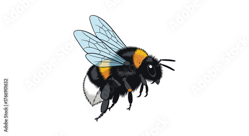 A fluffy bumblebee with black, yellow, and white stripes in flight against a white background.
