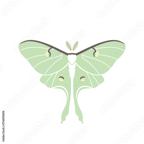 Beautiful Luna Moth Illustration.